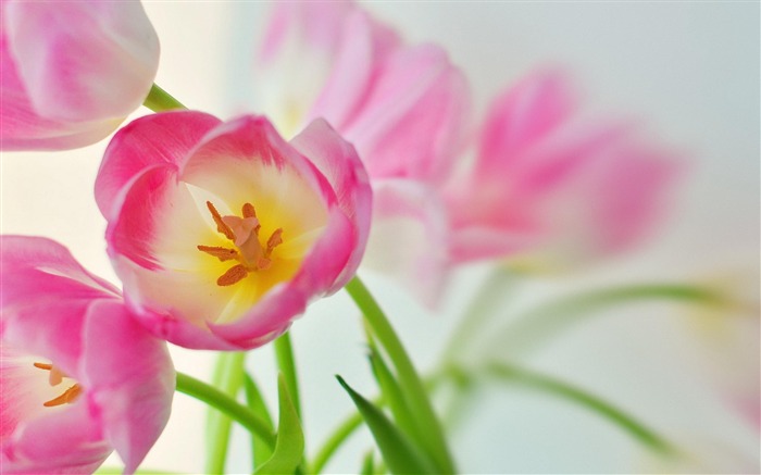 Pink Tulips-Nature plant wallpaper Views:13404 Date:2012/7/27 1:49:40