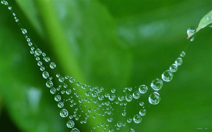 Plant dew wallpaper Views:21164 Date:2012/7/29 15:29:43