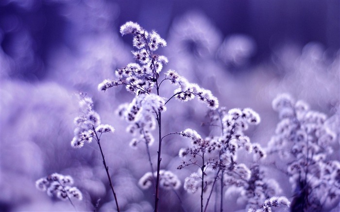 Purple-Nature plant wallpaper Views:21153 Date:2012/7/27 1:52:13