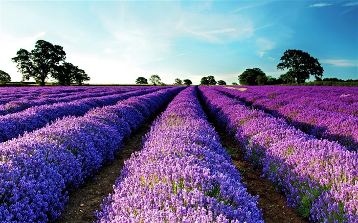 Purple Flower Field-Nature plant wallpaper Views:16547 Date:2012/7/27 1:52:39