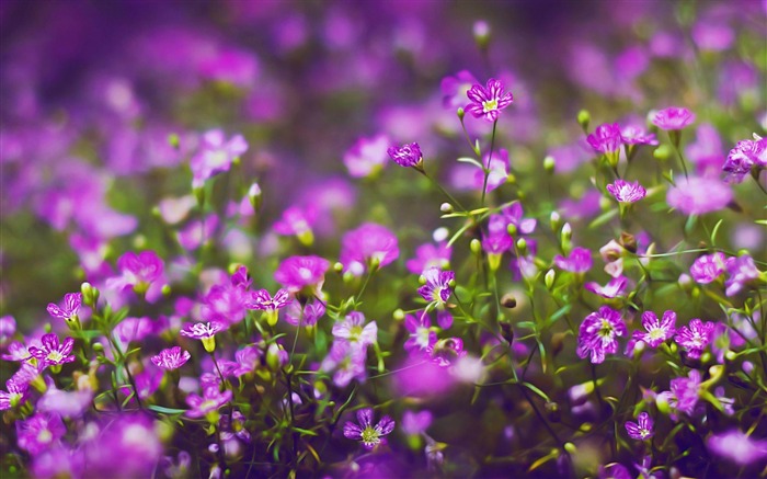 紫色的花-自然植物壁纸 浏览:12913