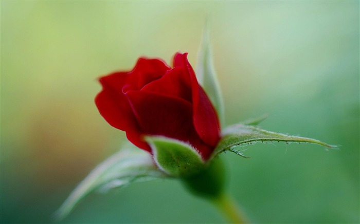 Red Roses HD-Nature plant wallpaper Views:10831 Date:2012/7/27 1:54:50