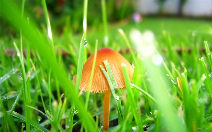 Red mushroom-Plant dew wallpaper Views:10100 Date:2012/7/29 15:22:07