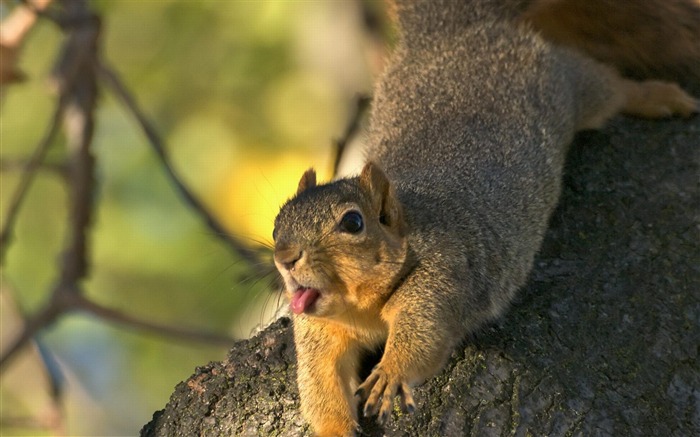 Papel de parede de foto de esquilo animal Visualizações:12275