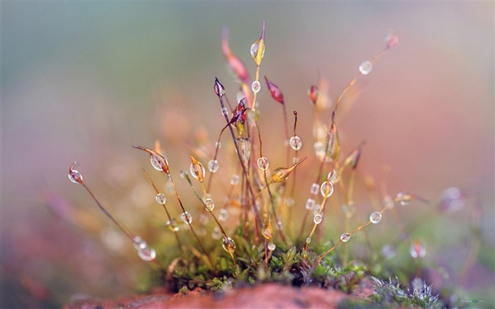 Subtilis-Plant dew wallpaper Views:11525 Date:2012/7/29 15:25:30