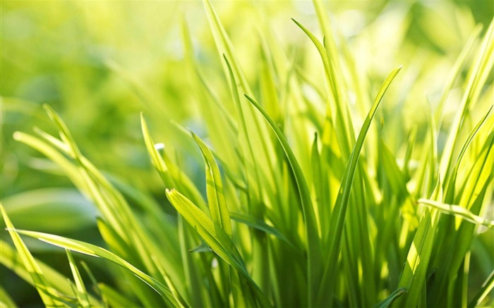 Fondo de pantalla de fotografía de planta natural Vistas:33741