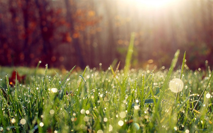 Sunshine pasture-Plant dew wallpaper Views:15775 Date:2012/7/29 15:23:36