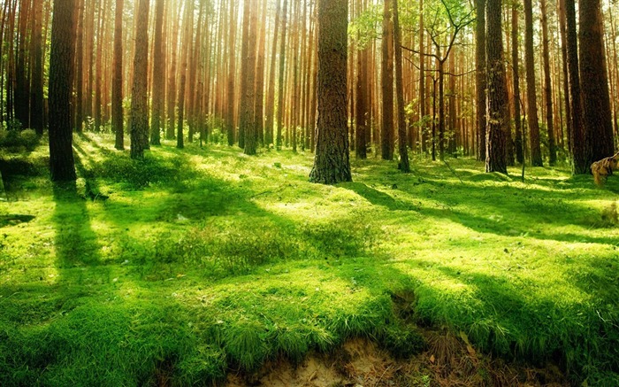 Sunshine through Forest Desktop wallpaper Views:50432