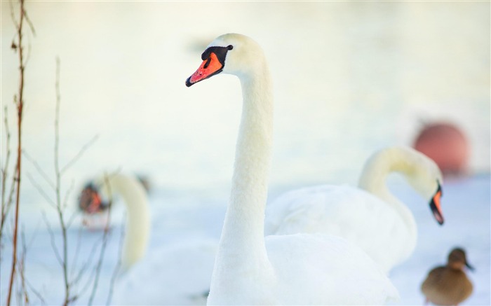 cygne-animaux fond d'écran Vues:11254