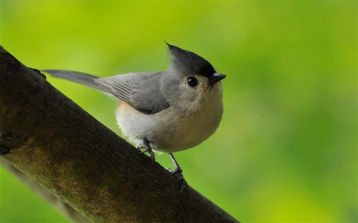 Tufted Titmouse-animal foto papel de parede Visualizações:9493