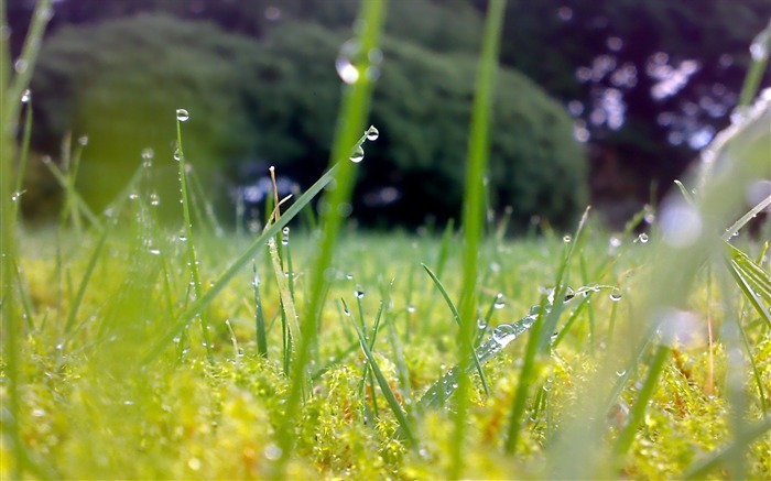 Weed-Plant dew wallpaper Views:12317 Date:2012/7/29 15:27:49