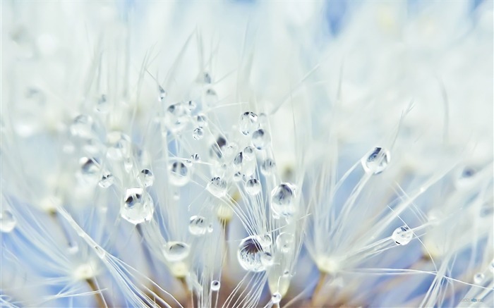 White dandelion-Plant dew wallpaper Views:24794 Date:2012/7/29 15:24:19