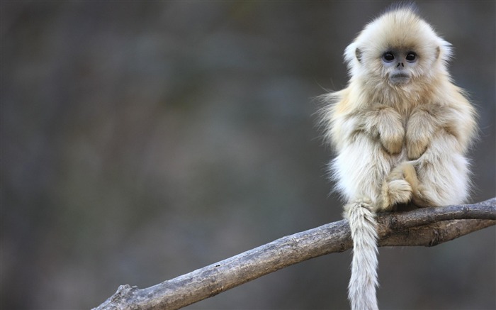 singe blanc-animaux fond d'écran Vues:31444