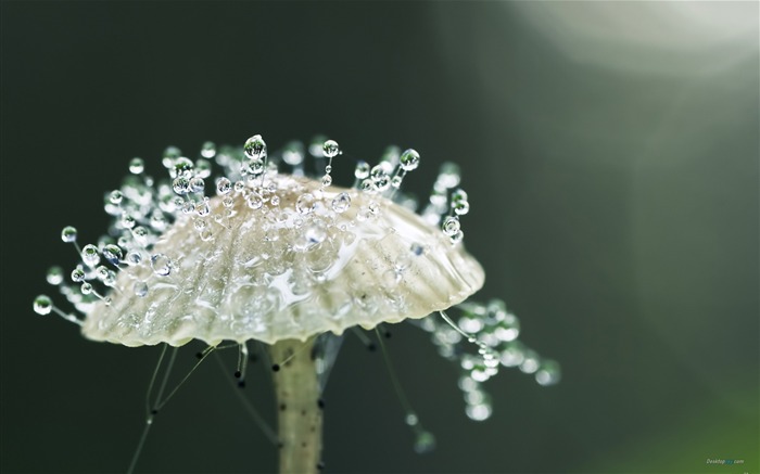 White mushrooms-Plant dew wallpaper Views:14328 Date:2012/7/29 15:17:50