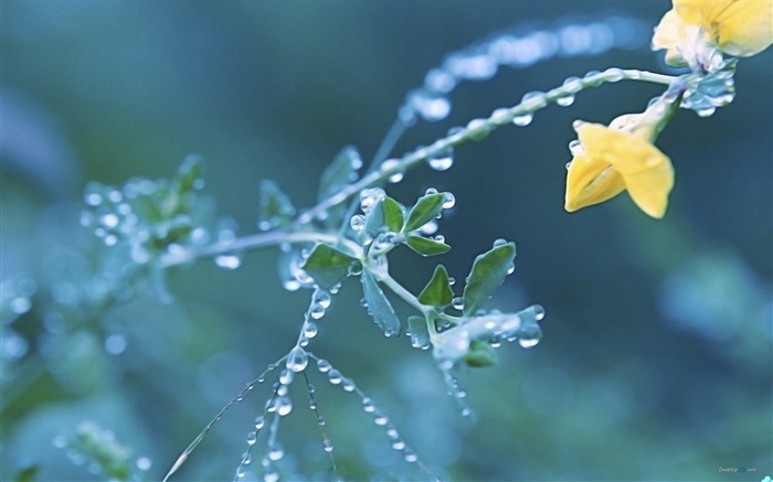 Yellow flowers-Plant dew wallpaper Views:12422 Date:2012/7/29 15:19:25