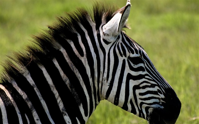 Mondiale des animaux Photographie Fonds d'écran Vues:26709