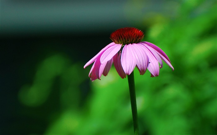 혼자가 아닌 외로운 - 꽃 사진 벽지 찾아보기 :9538