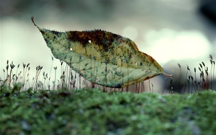 amazing falling leaf-Nature plant wallpaper Views:10188 Date:2012/7/27 1:41:05