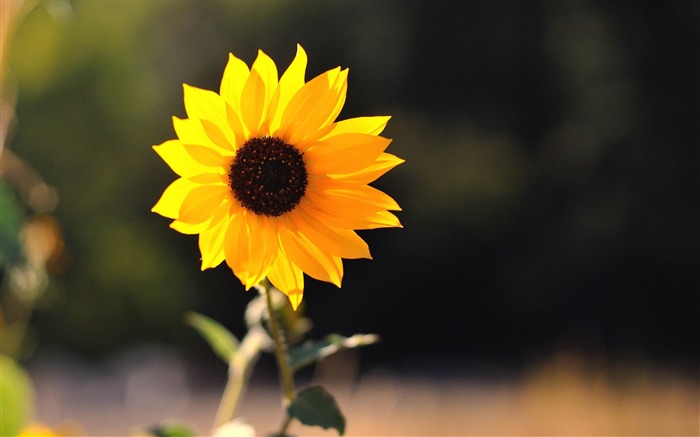 Fond d'écran de photographie d'été fleurs Vues:30043