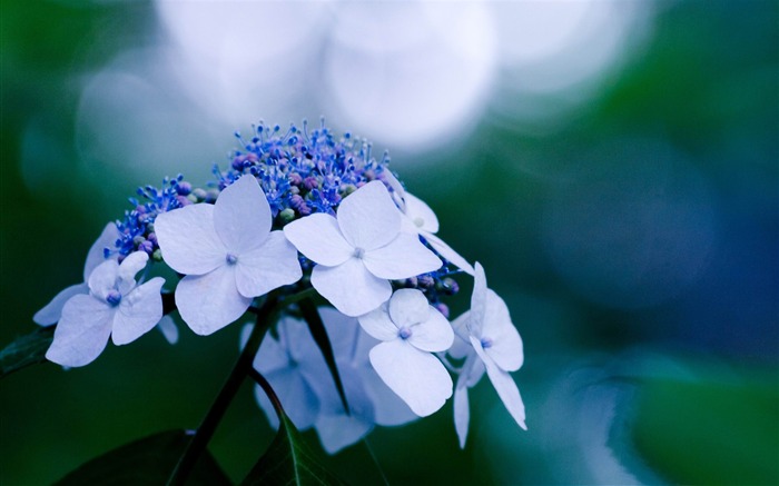 美しさの花-花の壁紙 ブラウズ:11032