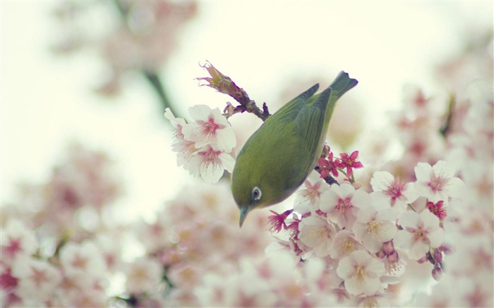 조류 벚꽃 - 동물 바탕 화면 배경 무늬 찾아보기 :33812