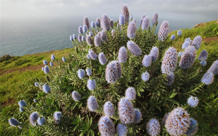 la fierté de floraison de madère-Nature Paysage Fond d'écran Vues:11540