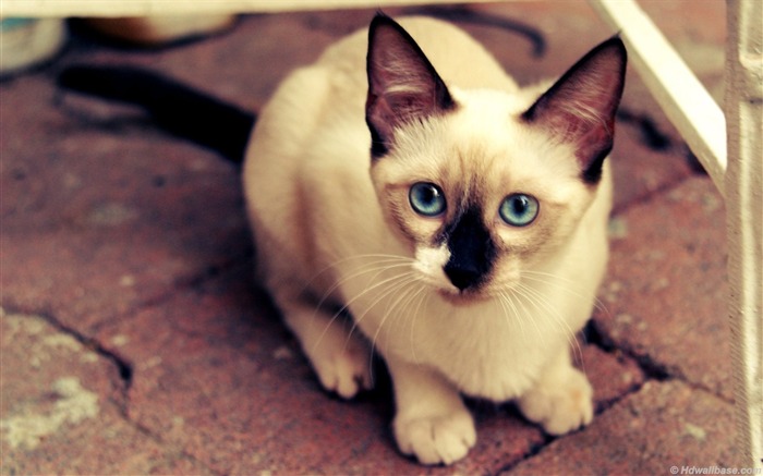 파란 눈 siamese 고양이 - 동물 벽지 찾아보기 :25562