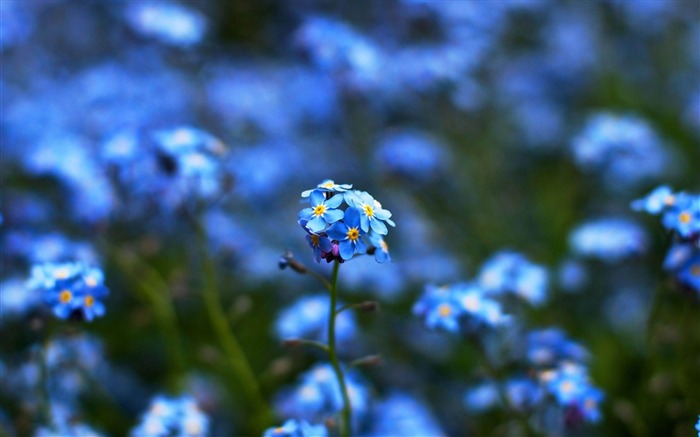 青い花の-花の壁紙 ブラウズ:18316