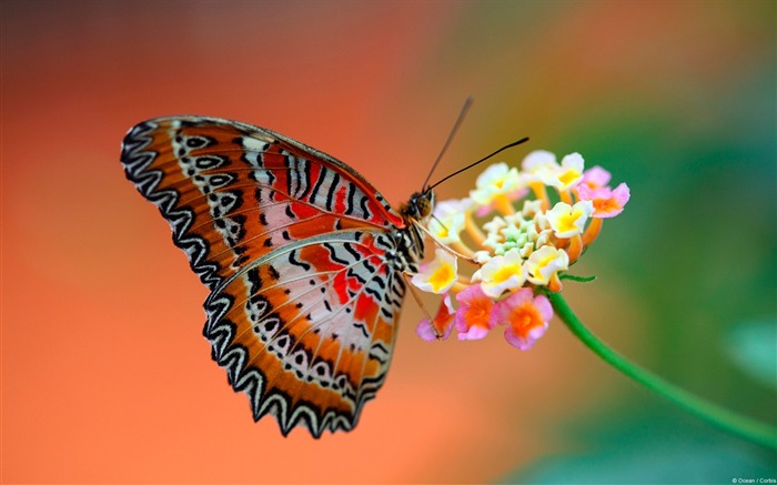 papillon sur une fleur-animaux fond d'écran Vues:11310