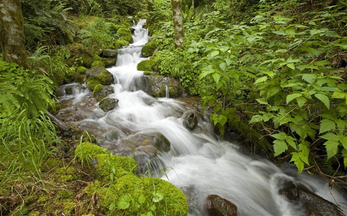 riacho oregon-Natureza rios paisagem Wallpaper Visualizações:11511