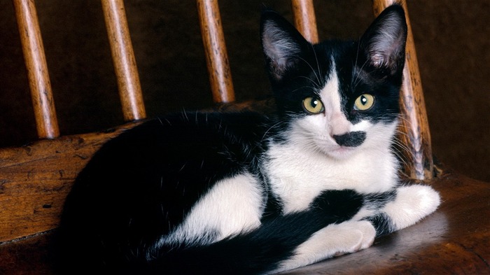 mignon chat noir et blanc-animaux fond d'écran Vues:17330