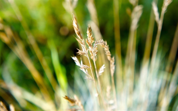 dry grass-Macro photography wallpaper Views:10109 Date:2012/7/18 14:56:21