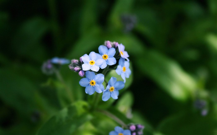 잊지 말고 - 꽃 사진 벽지 찾아보기 :10962