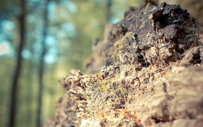 fossilized wood-Macro photography wallpaper Views:10377 Date:2012/7/18 14:58:12