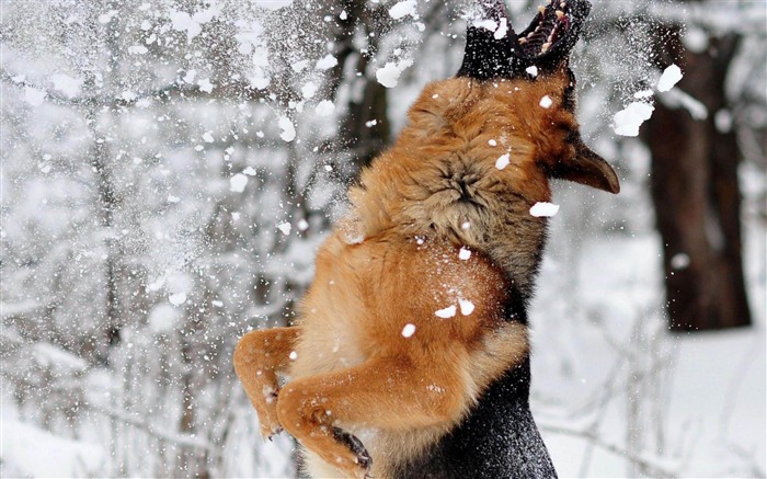 german shepherd snow-Animal wallpaper selection Views:26253 Date:2012/7/9 17:18:16