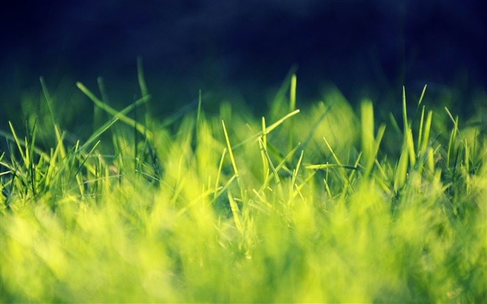 green grass close up-Nature plant wallpaper Views:16924 Date:2012/7/27 1:45:44