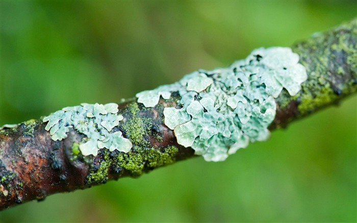 lichens-Macro photography wallpaper Views:10872 Date:2012/7/18 14:58:54