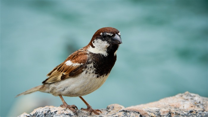 petit oiseau-animaux fond d'écran Vues:10075