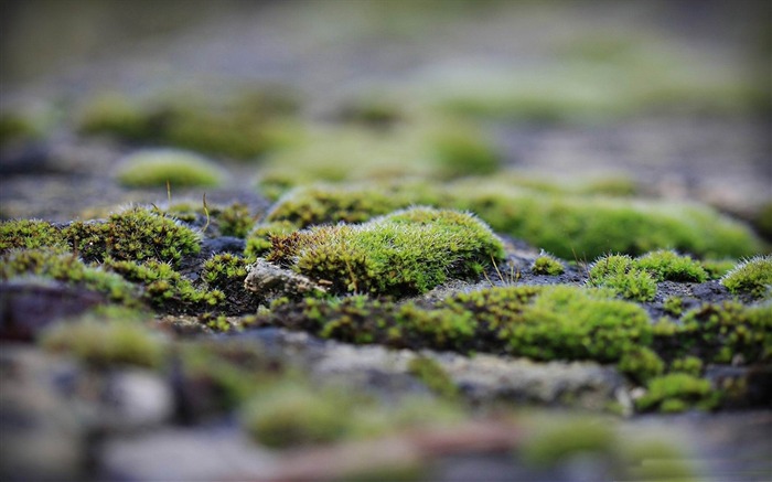 moss green-Macro photography wallpaper Views:11811 Date:2012/7/18 15:00:39