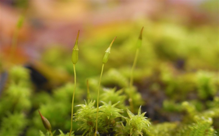 moss seeds-Macro photography wallpaper Views:10012 Date:2012/7/18 14:59:49