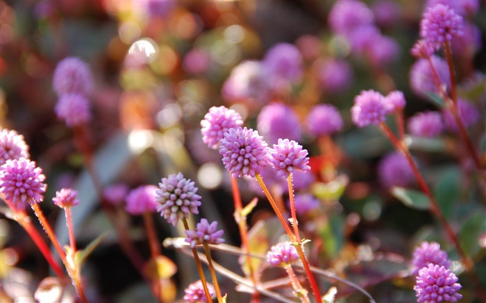 핑크 persicaria capitata- 꽃 사진 벽지 찾아보기 :9396