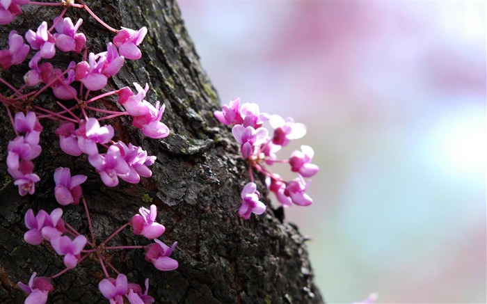 ピンクの木の花-花の壁紙 ブラウズ:10970