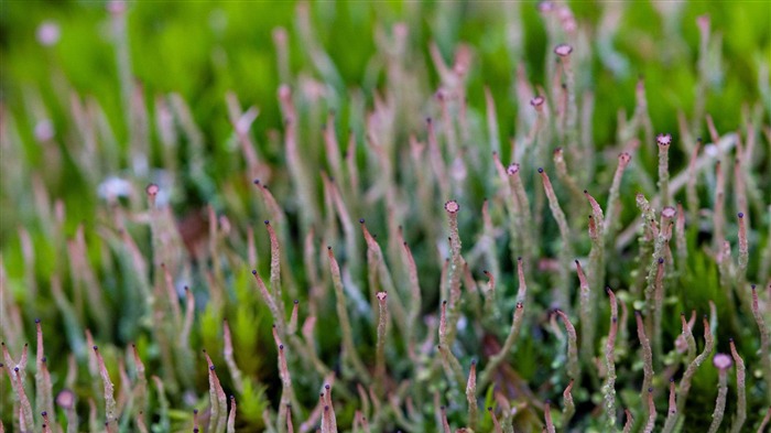 plantas verde-Macro fotografía fondo de pantalla Vistas:8072