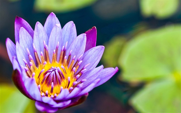 보라색 수련 - 꽃 사진 벽지 찾아보기 :10372