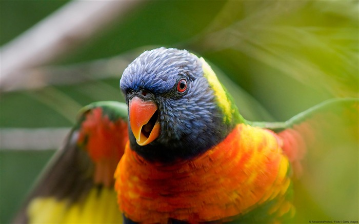 무지개 lorikeet 앵무새 - 동물 벽지 찾아보기 :10375