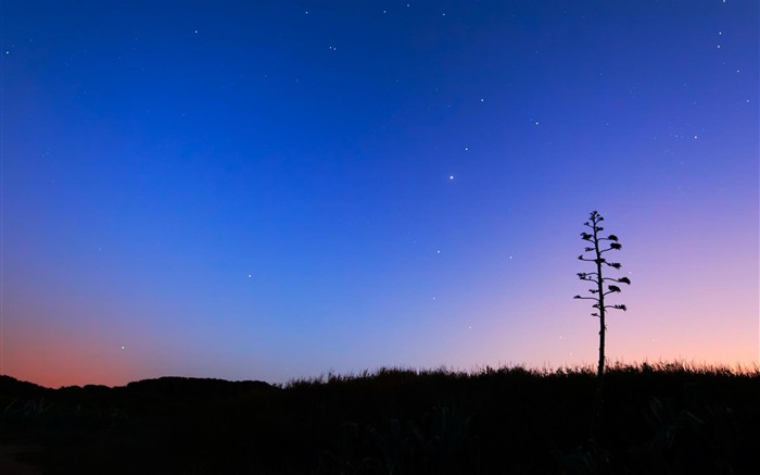 Arbre au crépuscule-Fonds d'écran Nature Vues:14299