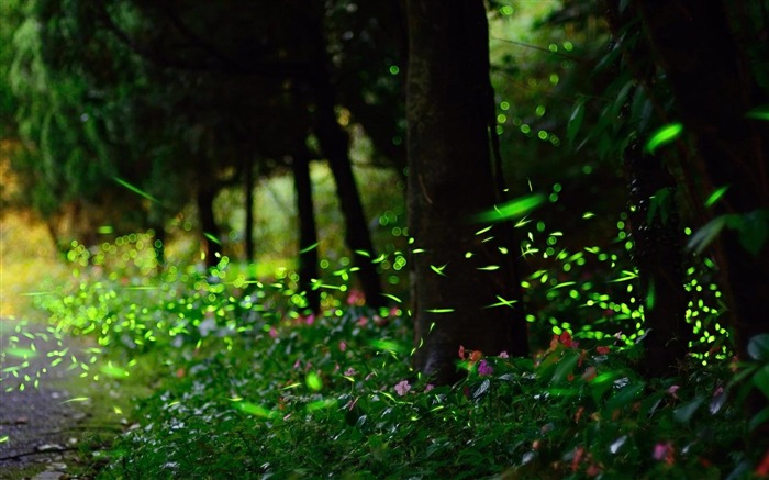 Fondo de pantalla de Fireflies-Nature landscape Vistas:32071