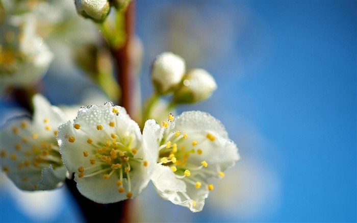 Papel de parede de Flower Twig-Flower Desktop Visualizações:8502