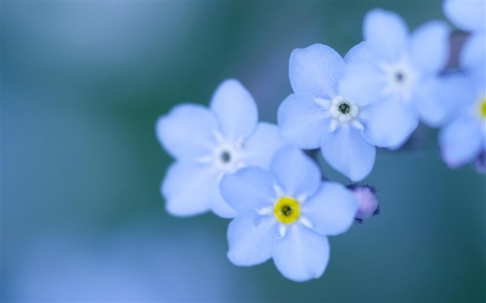 Esqueça-me Close Up-Flowers Desktop Wallpaper Visualizações:10610