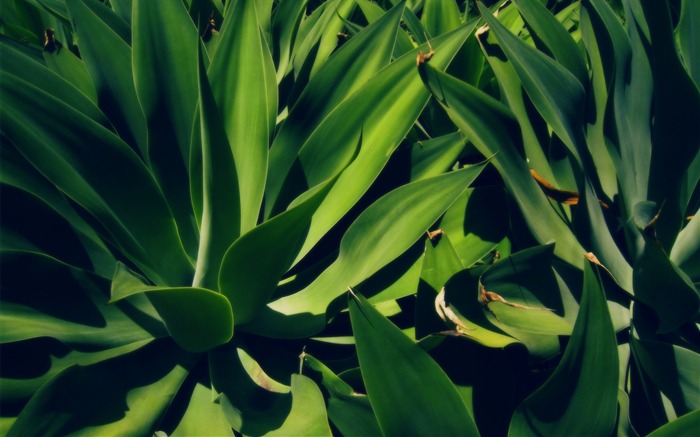 Green plants-City LOMO wallpaper Views:10269 Date:2012/8/27 23:36:35